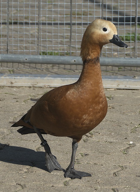 登未来去向